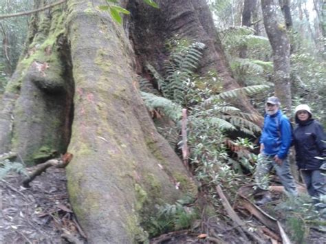 Kalatha Giant: All You Need to Know BEFORE You .